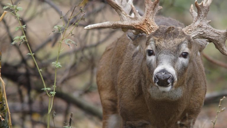 What Should You Do When You Jump a Buck?