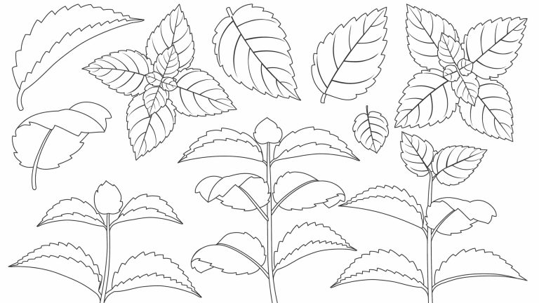 Peppermint: The Survival Herb You Didn’t Know You Needed