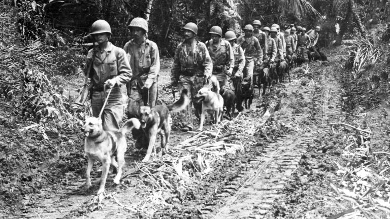 American War Dogs of World War II