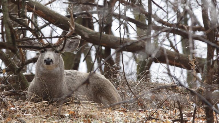 Seven Top Still-Hunting Tips: Get the Drop on a Buck!