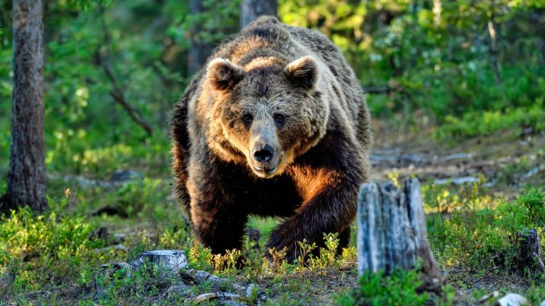 Handguns for Bear Defense: Will Any of Them Stop the Threat?