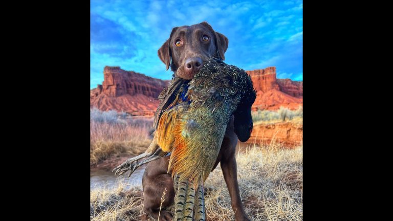 Why I Love Pheasant Hunting